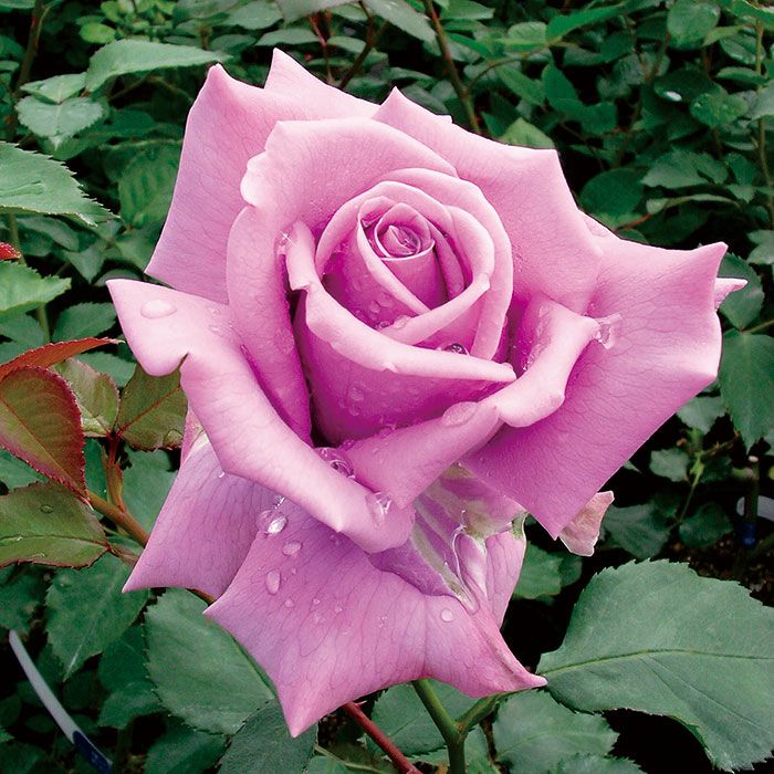 深みのある藤紫色をしたフジムスメ 藤娘というバラの画像