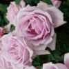 涼しげで透明感のある藤色をしたブルームーンというバラの画像