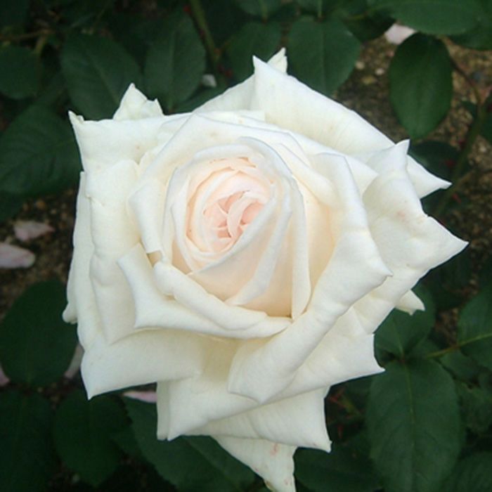 ふんわり柔らかなクリームピンク色をしたドレスデンというバラの画像