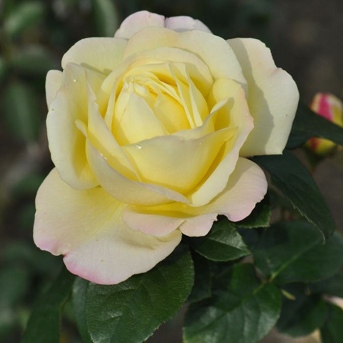 黄色の花にうすいピンク色の覆輪が入る色をしたピースというバラの画像