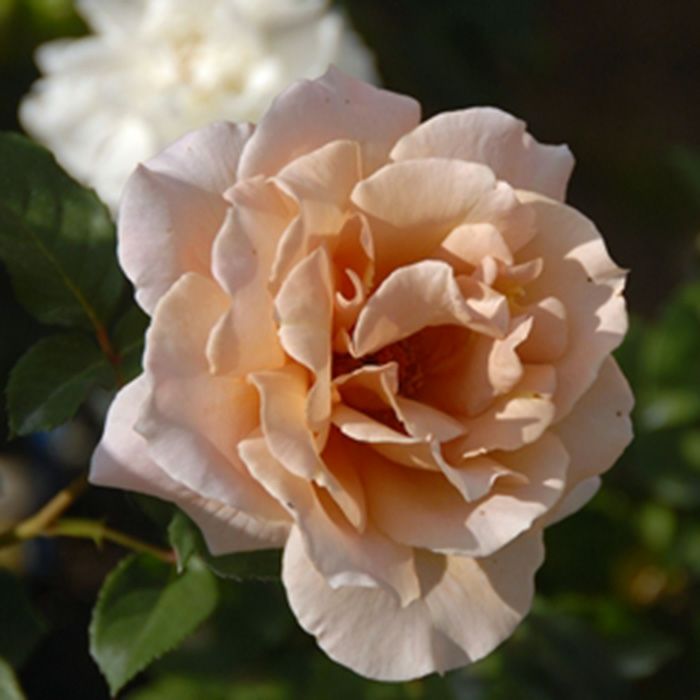 淡い銅色を帯びた薄オレンジ黄色をしたジュリアというバラの画像