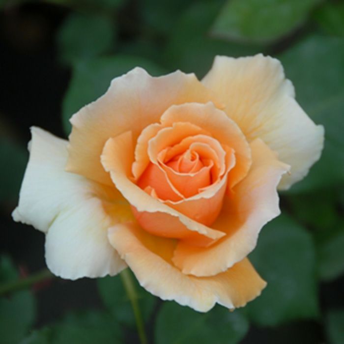 ジャストジョイ]秋苗｜バラと庭あそび京阪園芸公式ショップ