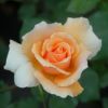 アプリコット色をしたジャストジョイというバラの画像