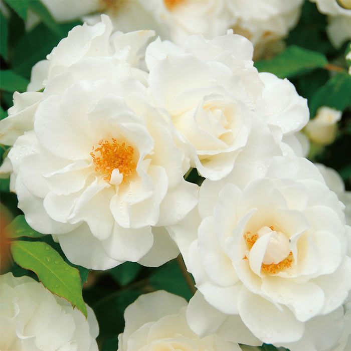 純白の白色をしたアイスバーグというバラの画像