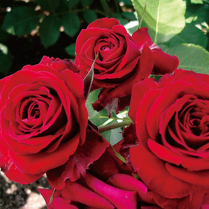 ニコロパガニーニ]春苗｜バラと庭あそび京阪園芸公式ショップ