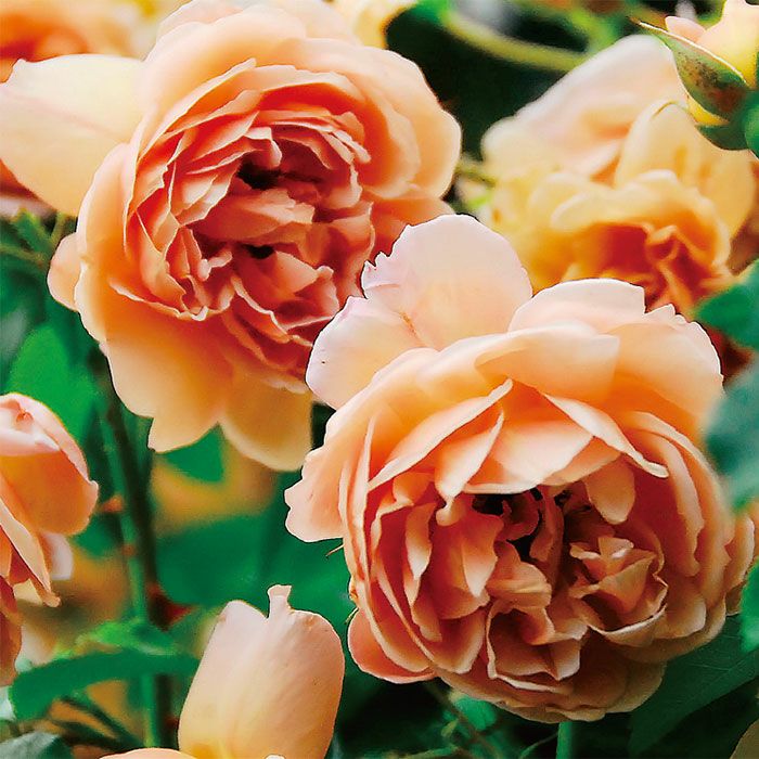 アプリコットピンク色をしたカフェというバラの画像