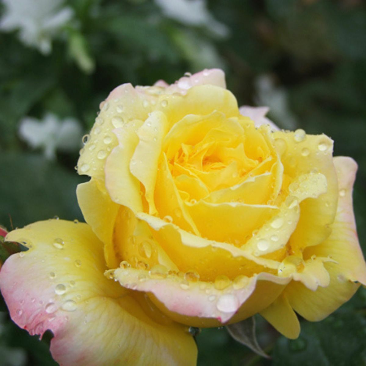 黄金色をベース色としたトロピカルシャーベットというバラの画像