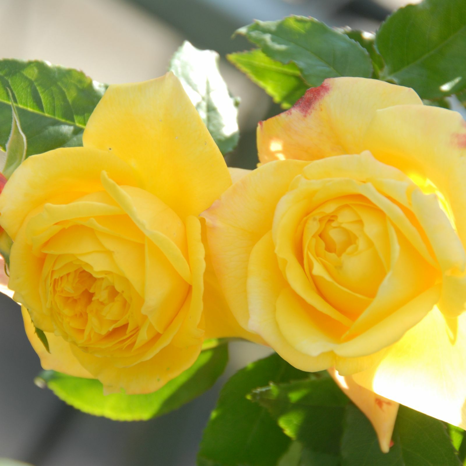 黄金色をベース色としたトロピカルシャーベットというバラの画像