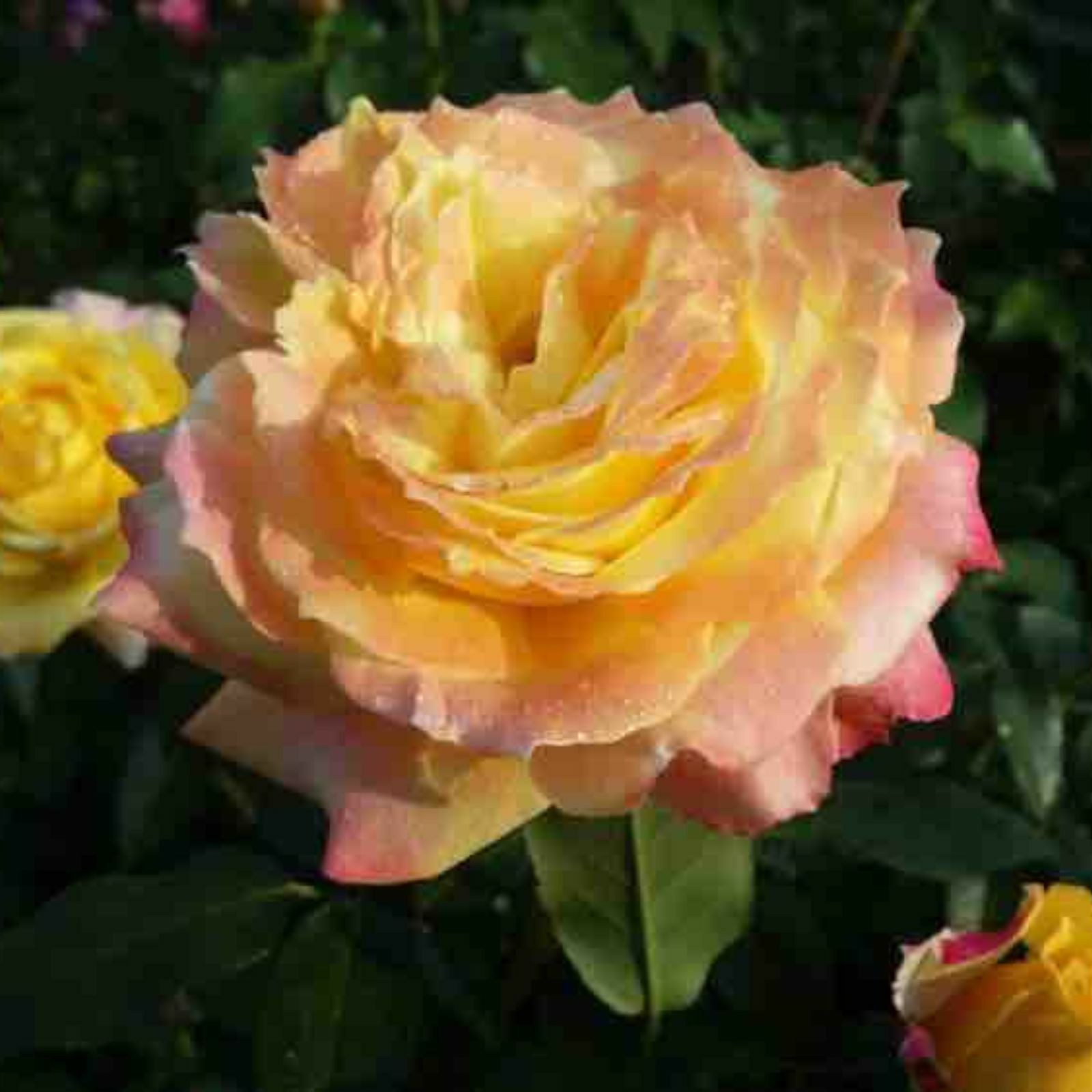 黄金色をベース色としたトロピカルシャーベットというバラの画像