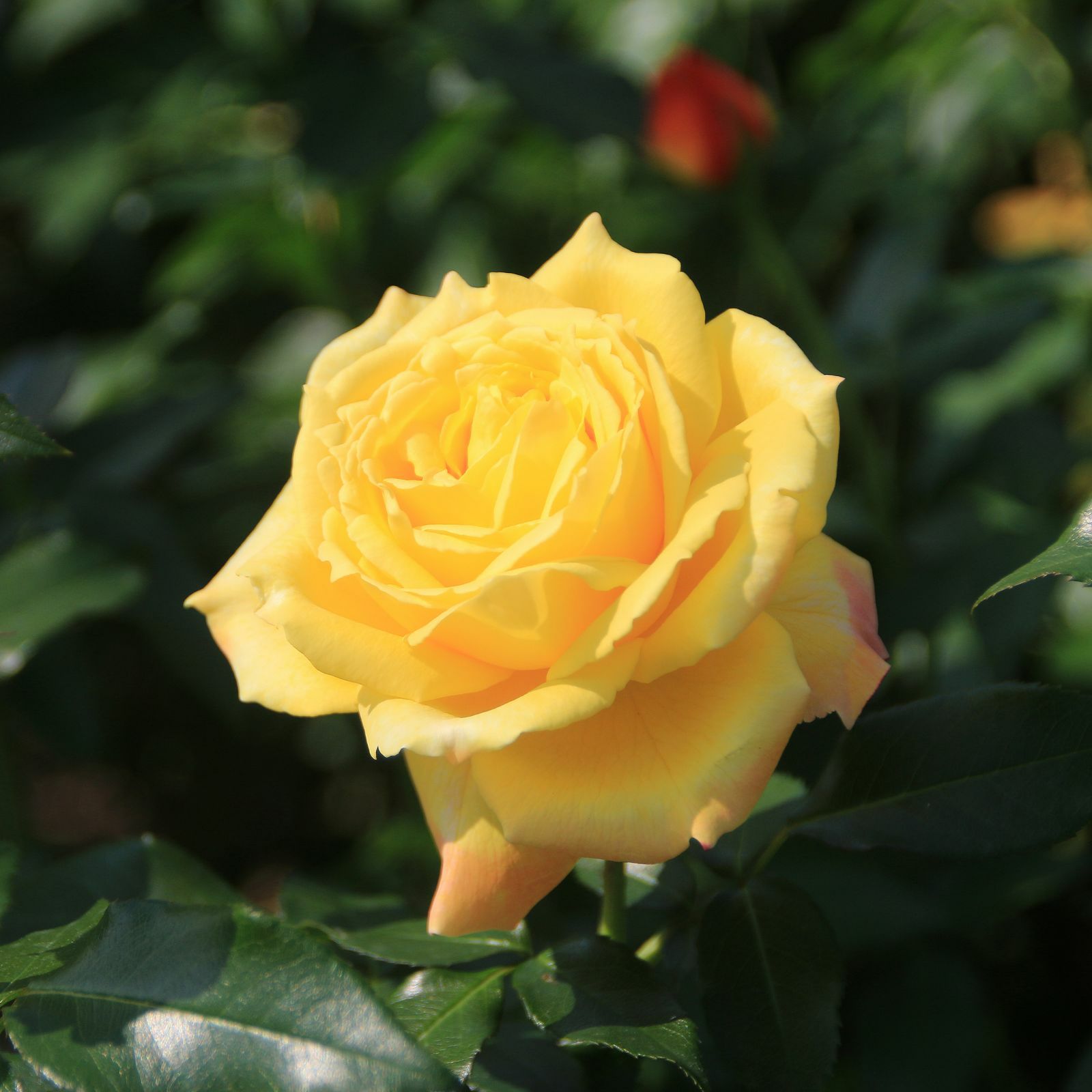 黄金色をベース色としたトロピカルシャーベットというバラの画像