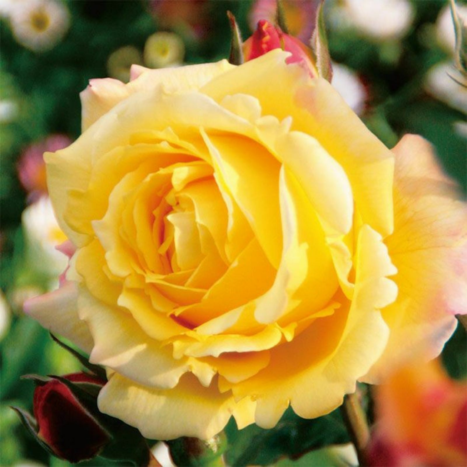 黄金色をベース色としたトロピカルシャーベットというバラの画像