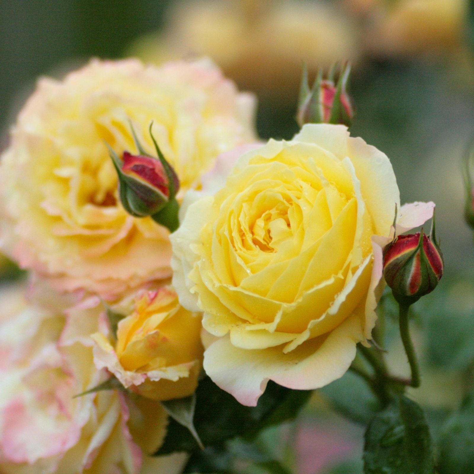 黄金色をベース色としたトロピカルシャーベットというバラの画像