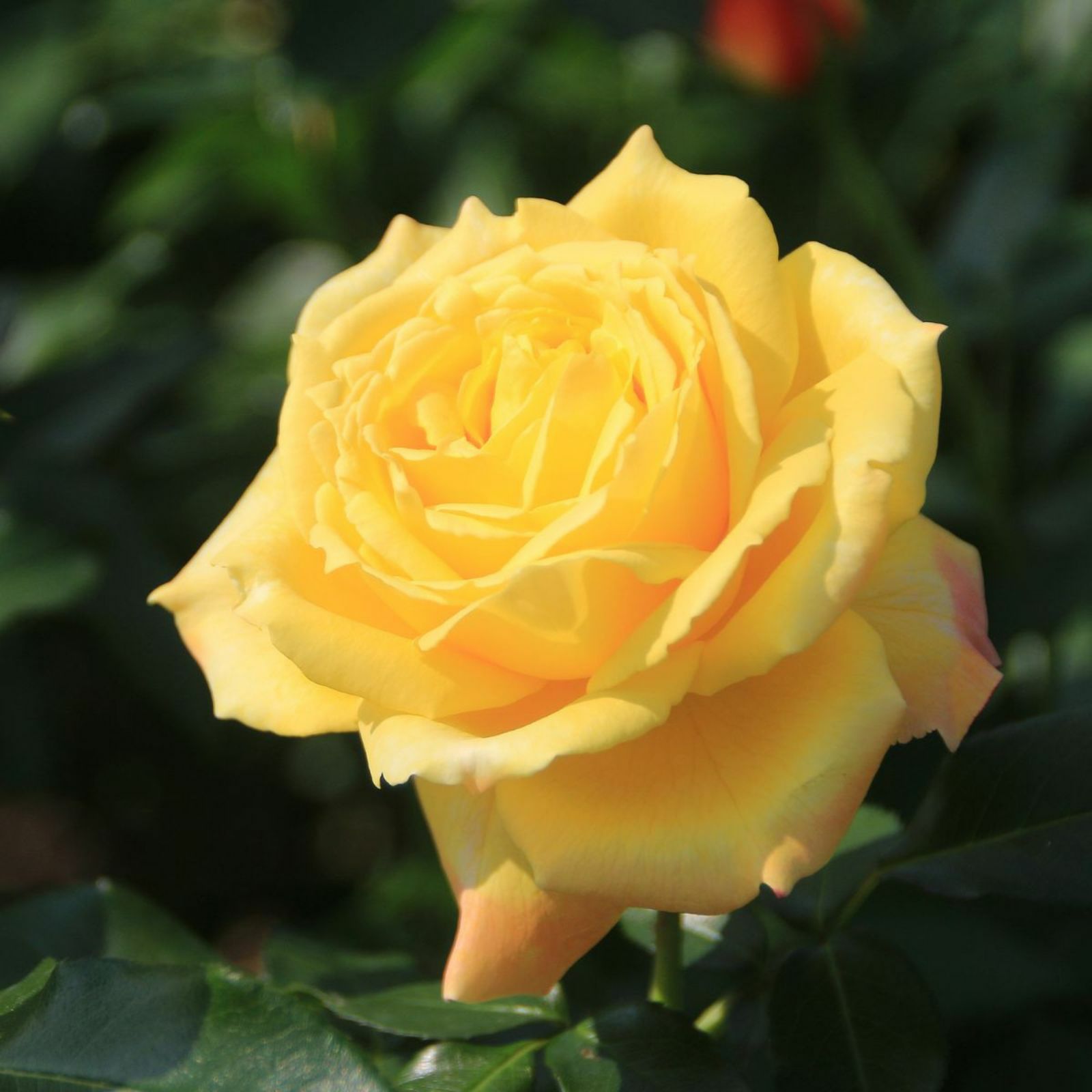 黄金色をベース色としたトロピカルシャーベットというバラの画像