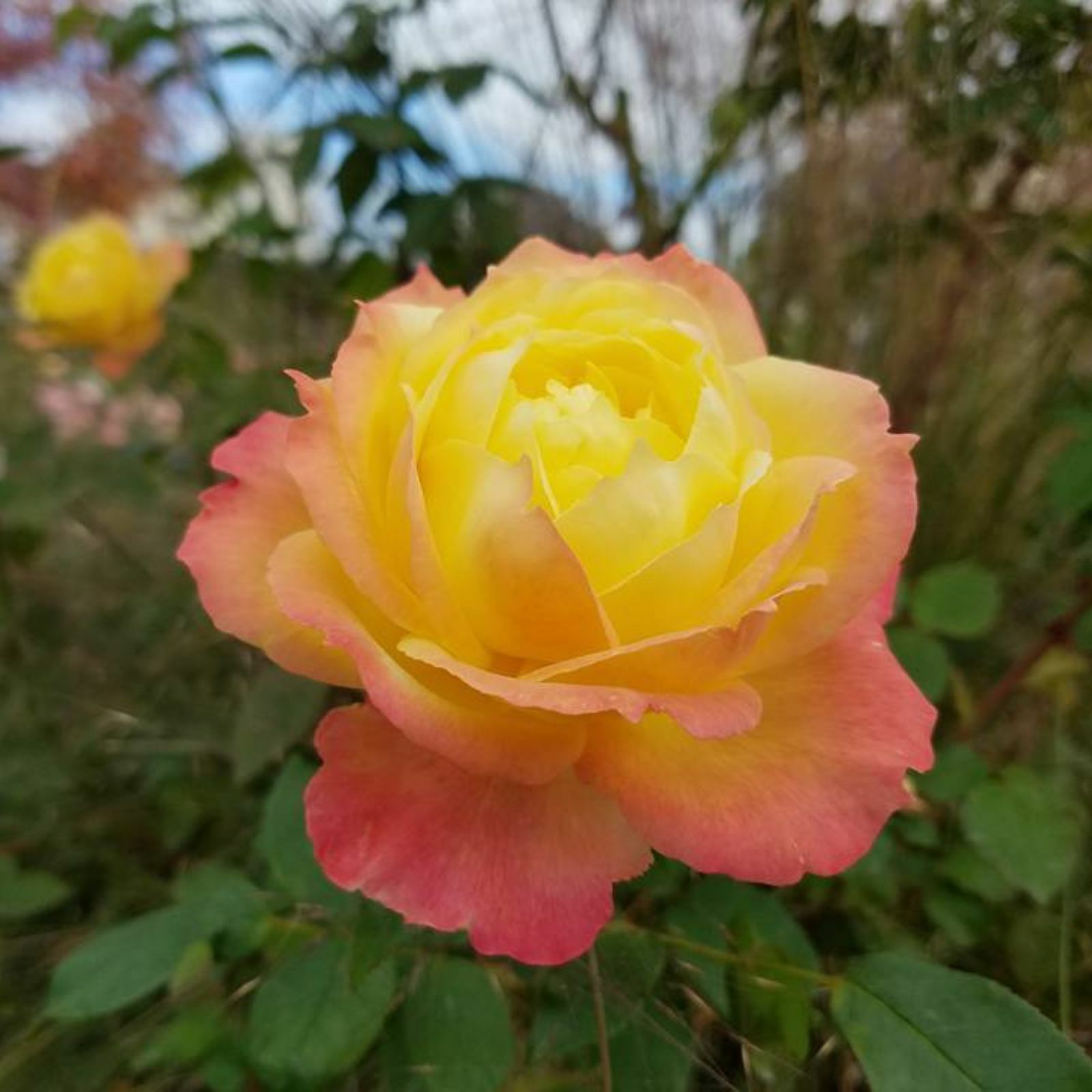 黄金色をベース色としたトロピカルシャーベットというバラの画像