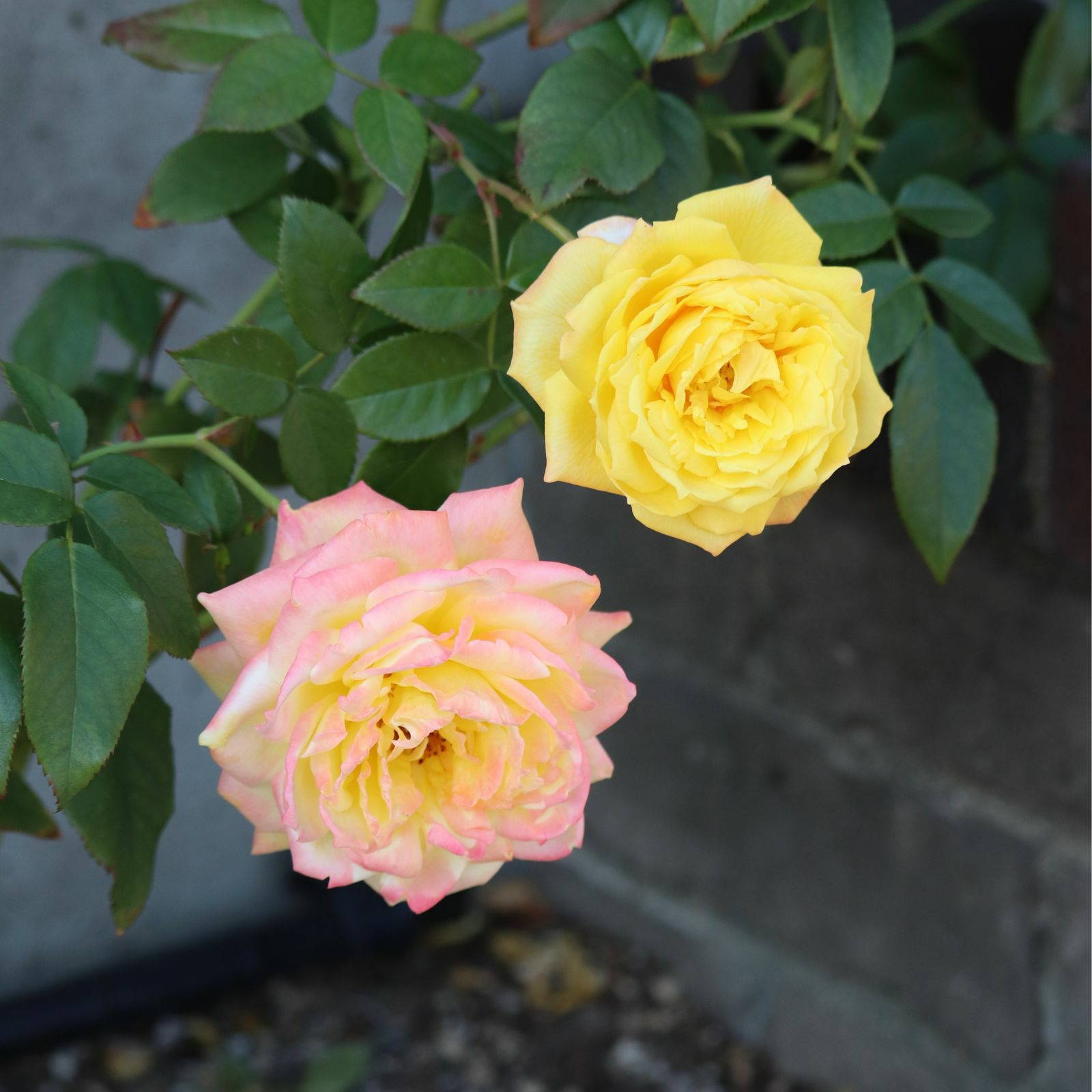 黄金色をベース色としたトロピカルシャーベットというバラの画像