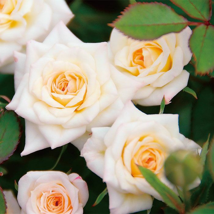 ミルキーウェイ]秋苗｜バラと庭あそび京阪園芸公式ショップ