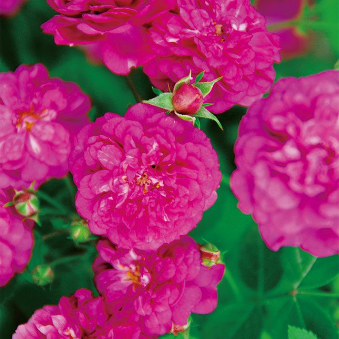 シックな紫色をしたスイートシャリオットというバラの画像