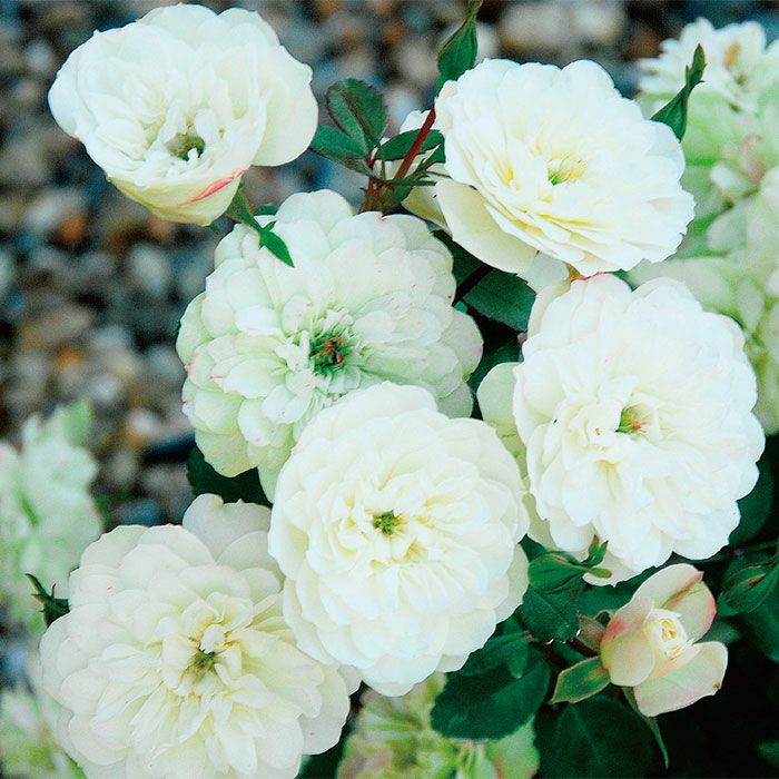 ホワイトから濃いグリーンに変わる色をしたグリーンアイスというバラの画像