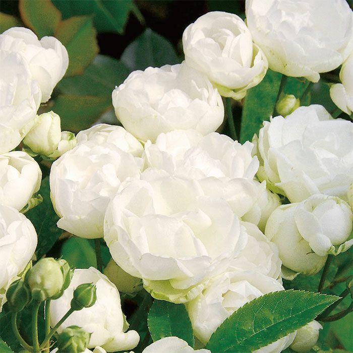 純白色をしたシュネープリンセスというバラの画像