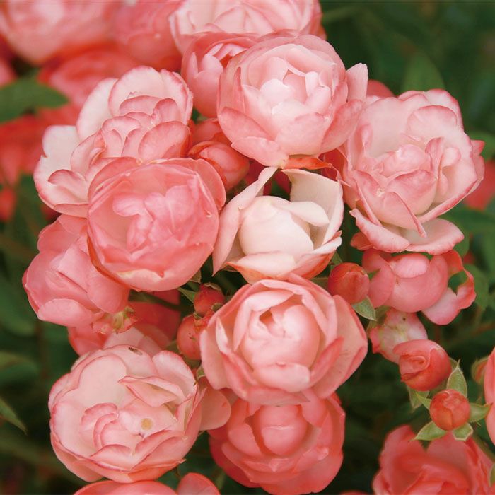 サーモンオレンジ色をしたマルゴコスターというバラの画像