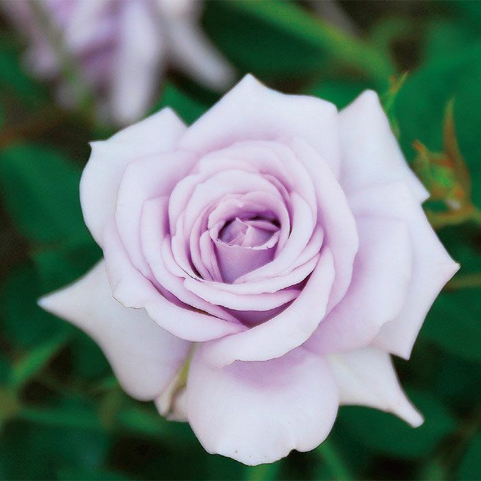 ラブリーブルー]春苗｜バラと庭あそび京阪園芸公式ショップ