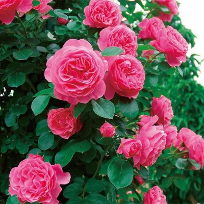 バラ　レオナルド・デイル 000000000817-01-l.jpg?t=