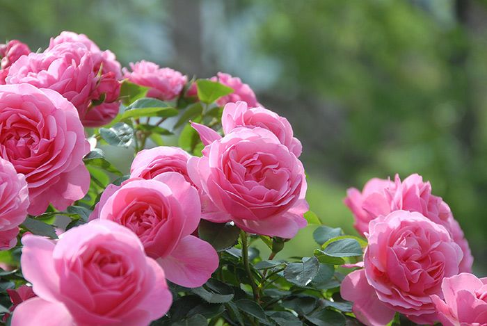 ローズピンク色をしたレオナルドダヴィンチというバラの画像