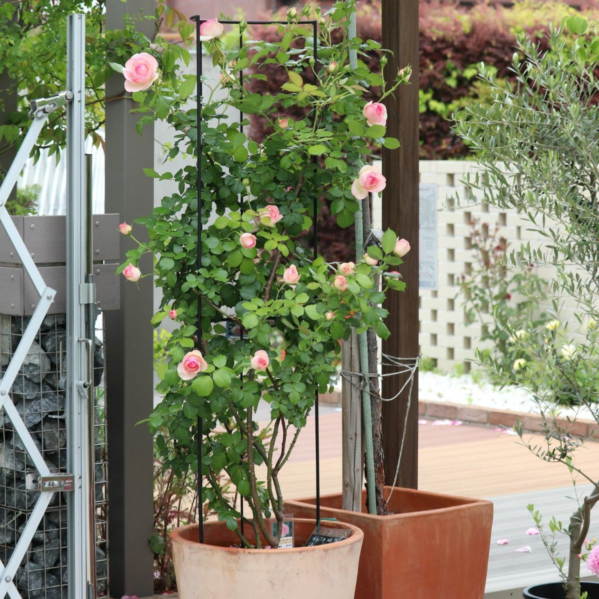 白色にほんのりグリーンを帯び、中心はピンク色をしたピエールドゥロンサールというバラの画像