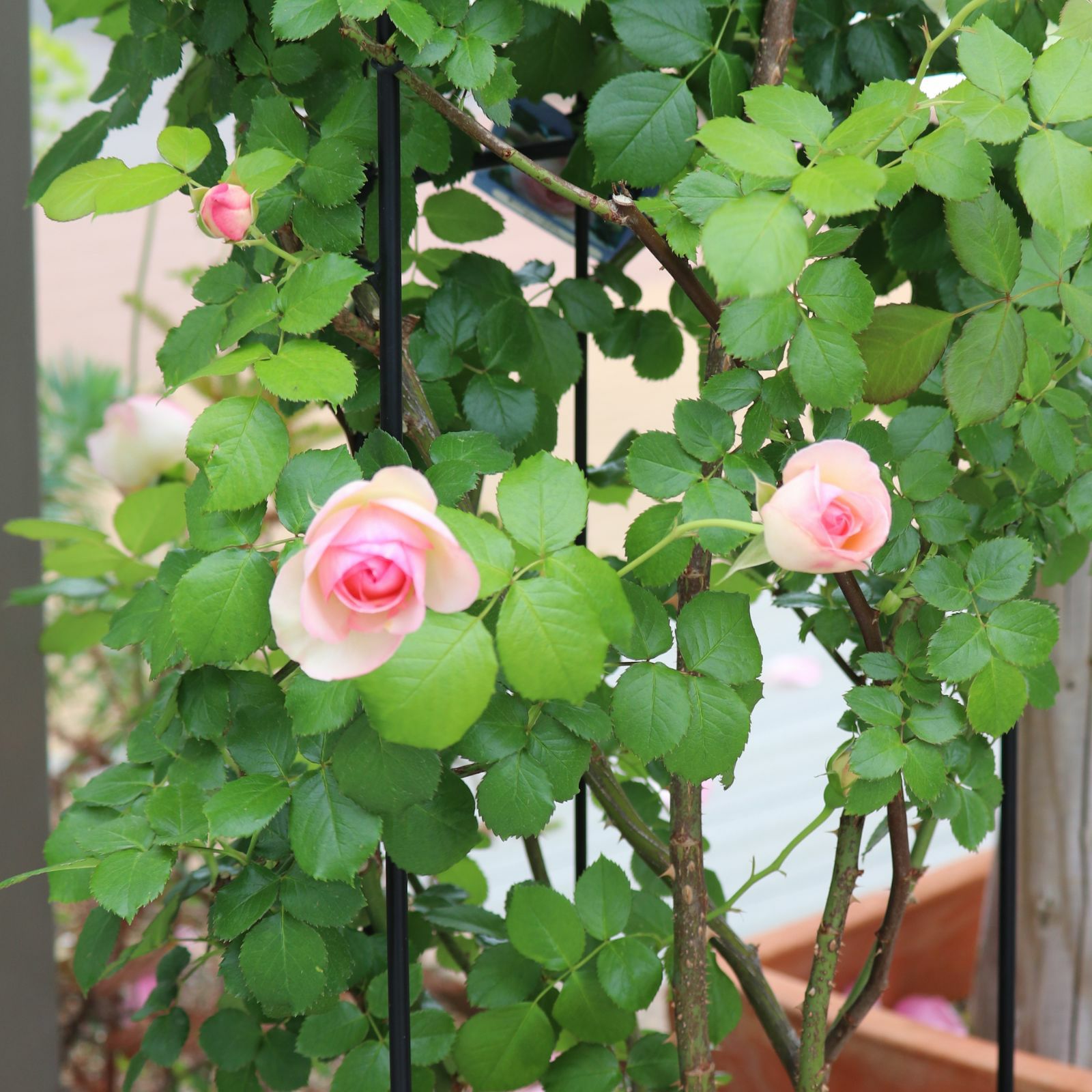 白色にほんのりグリーンを帯び、中心はピンク色をしたピエールドゥロンサールというバラの画像