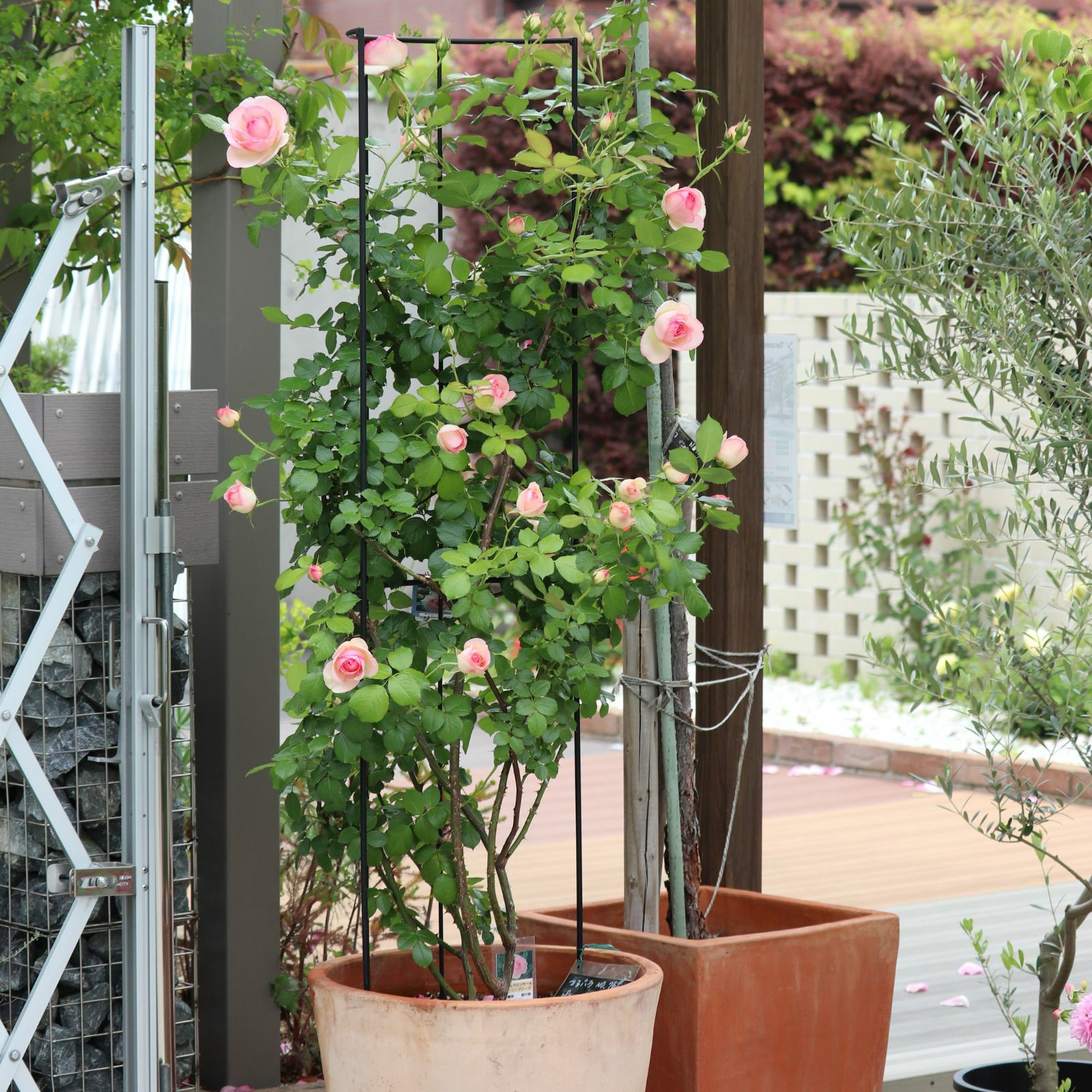 白色にほんのりグリーンを帯び、中心はピンク色をしたピエールドゥロンサールというバラの画像