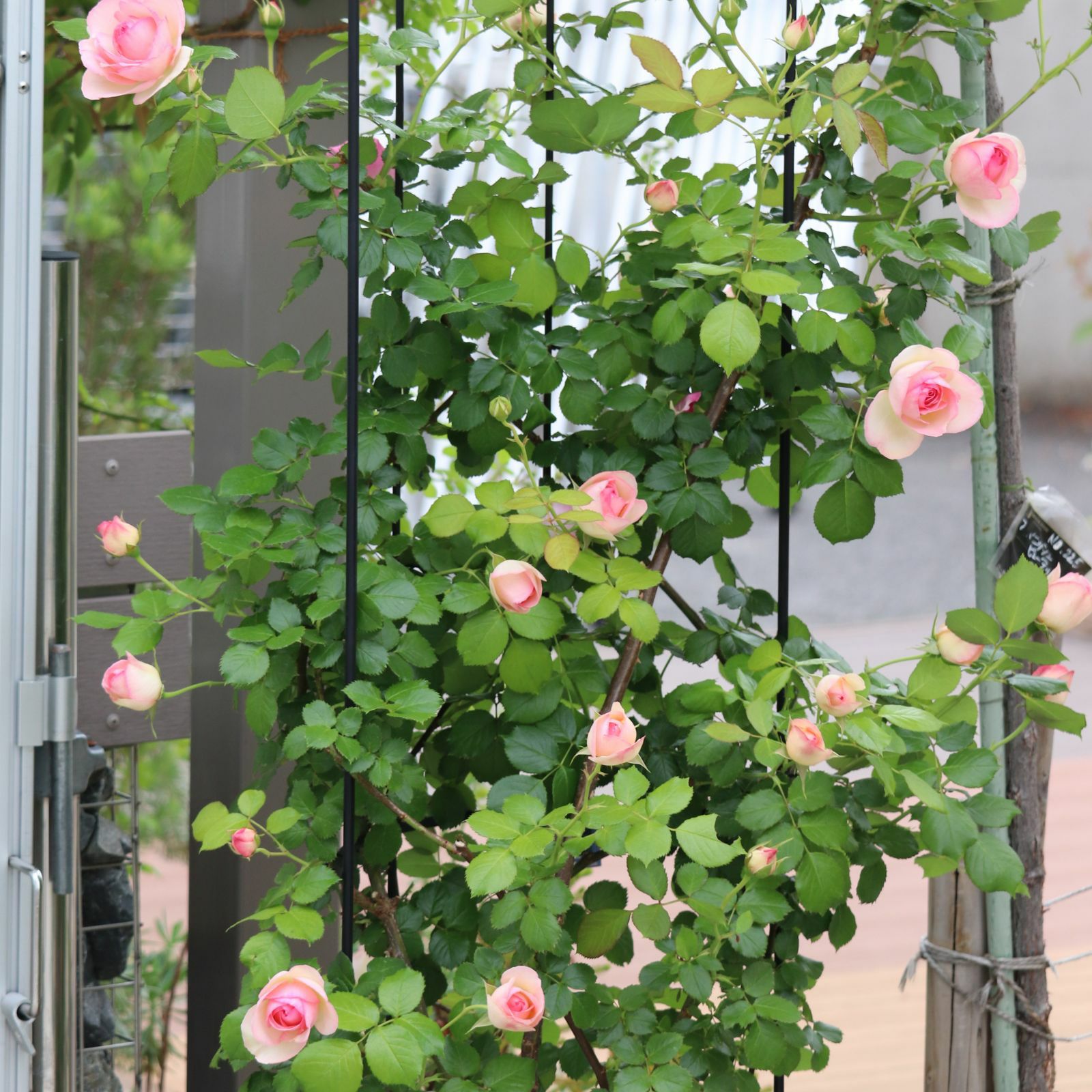 白色にほんのりグリーンを帯び、中心はピンク色をしたピエールドゥロンサールというバラの画像