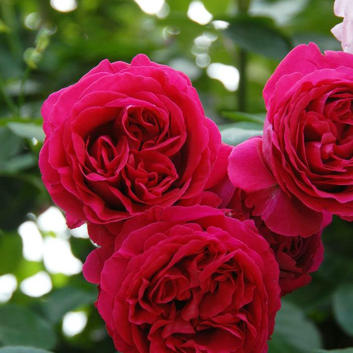 クリムゾンレッド色をしたルージュピエールドゥロンサールというバラの画像