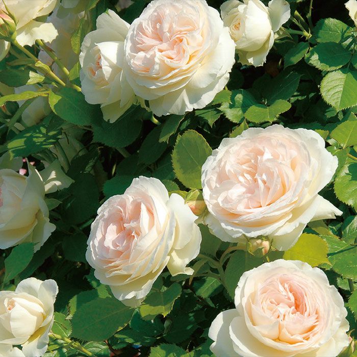 白色のブランピエールドゥロンサールというバラの画像