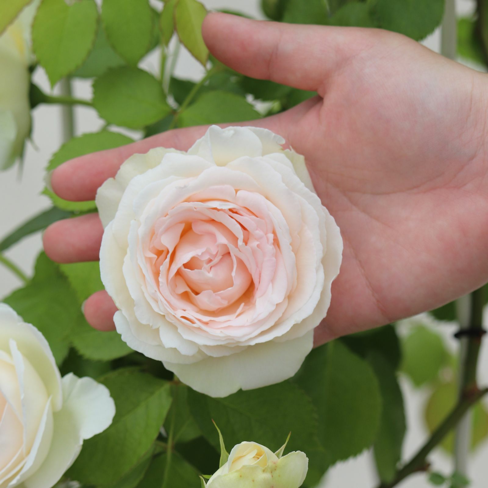 ブランピエールドゥロンサールというバラの画像