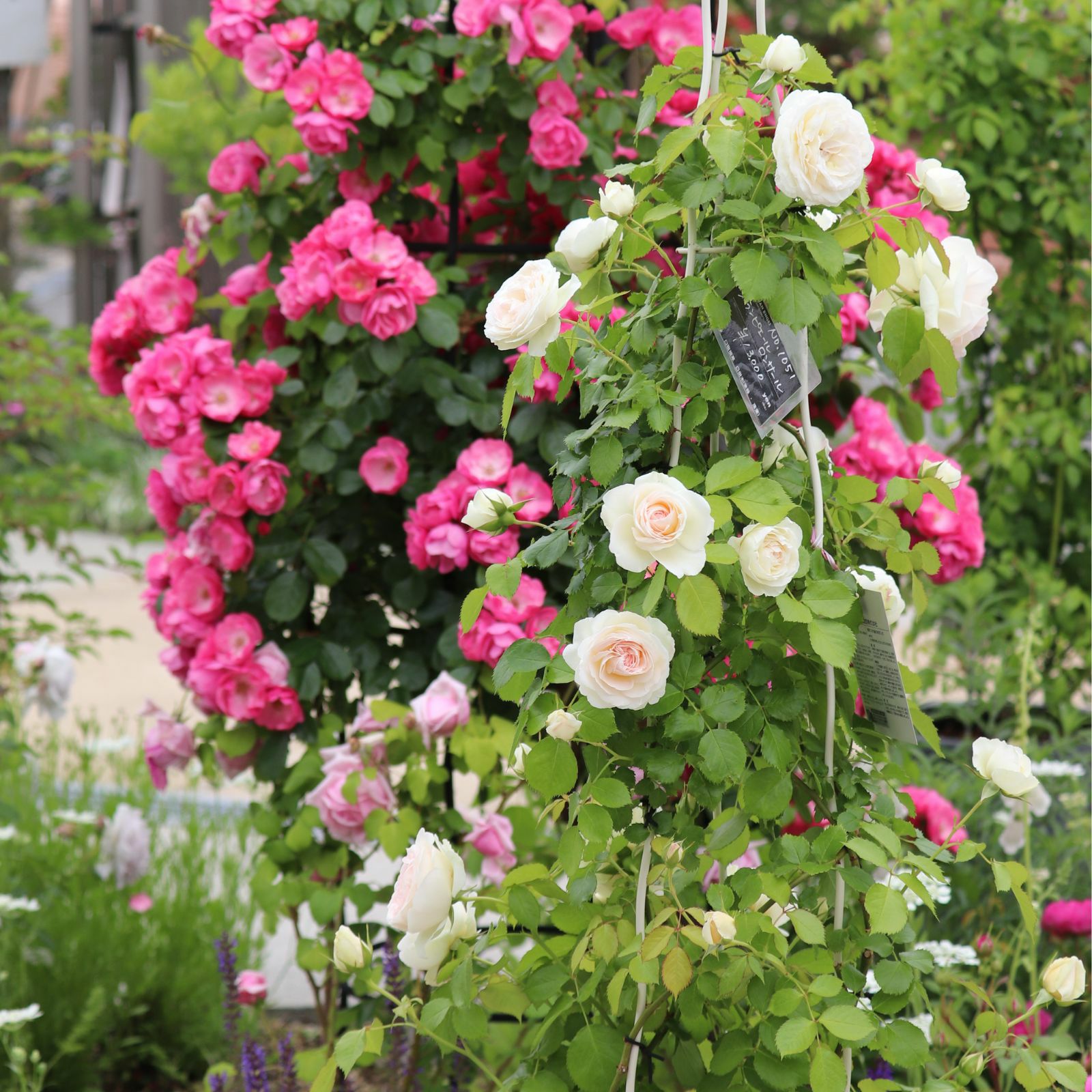 ブランピエールドゥロンサールとアンジェラというバラの画像