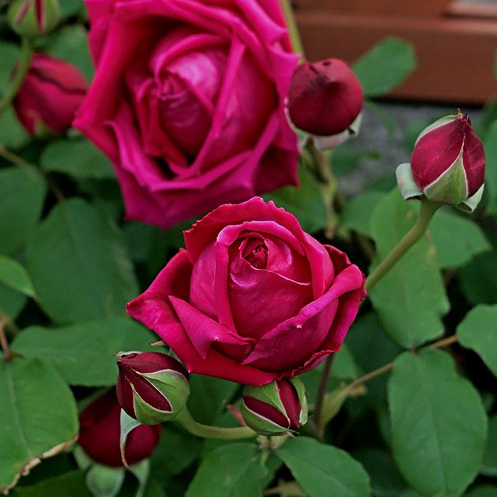 濃赤色をしたつるデトロイターというバラの画像