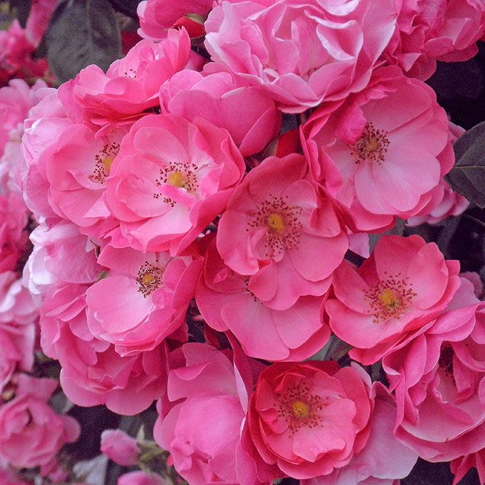 濃い桃色をしたアンジェラというつるバラ