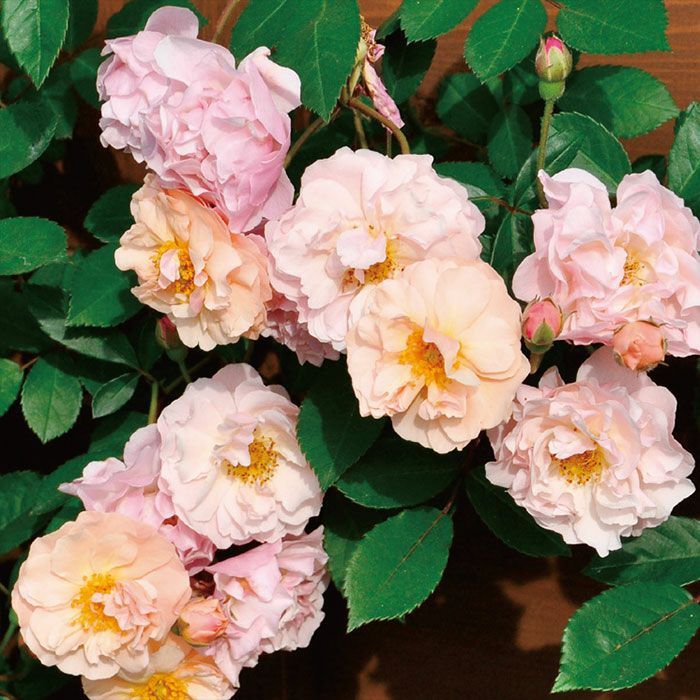 ピンクにアプリコットを含ませた、微妙なサーモンピンク色のコーネリアというバラの画像