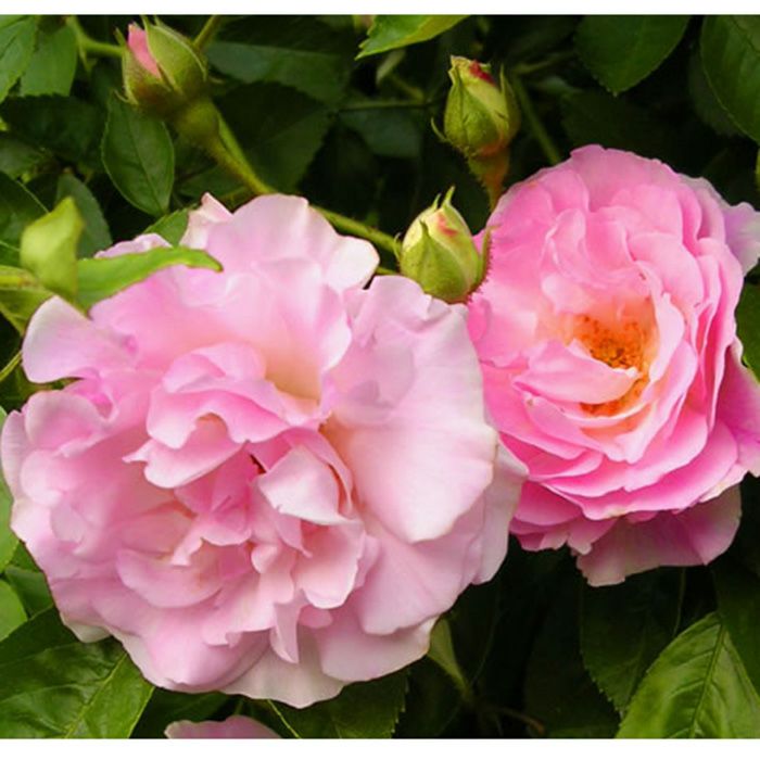 上品なピンクの花びらが特徴的なつるハルガスミというバラの画像