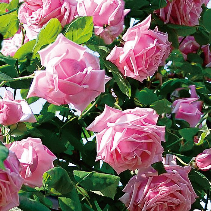 シルバーがかるピンク色をしたつるラフランスというバラの画像