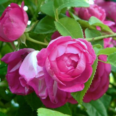 アップルシード]秋苗/つるバラ｜バラと庭あそび京阪園芸公式ショップ