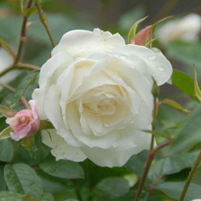 清楚で美しい白色をしたつるアイスバーグというバラの画像