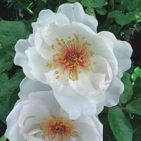 透明感のある白色をしたジャクリーヌデュプレというバラの画像