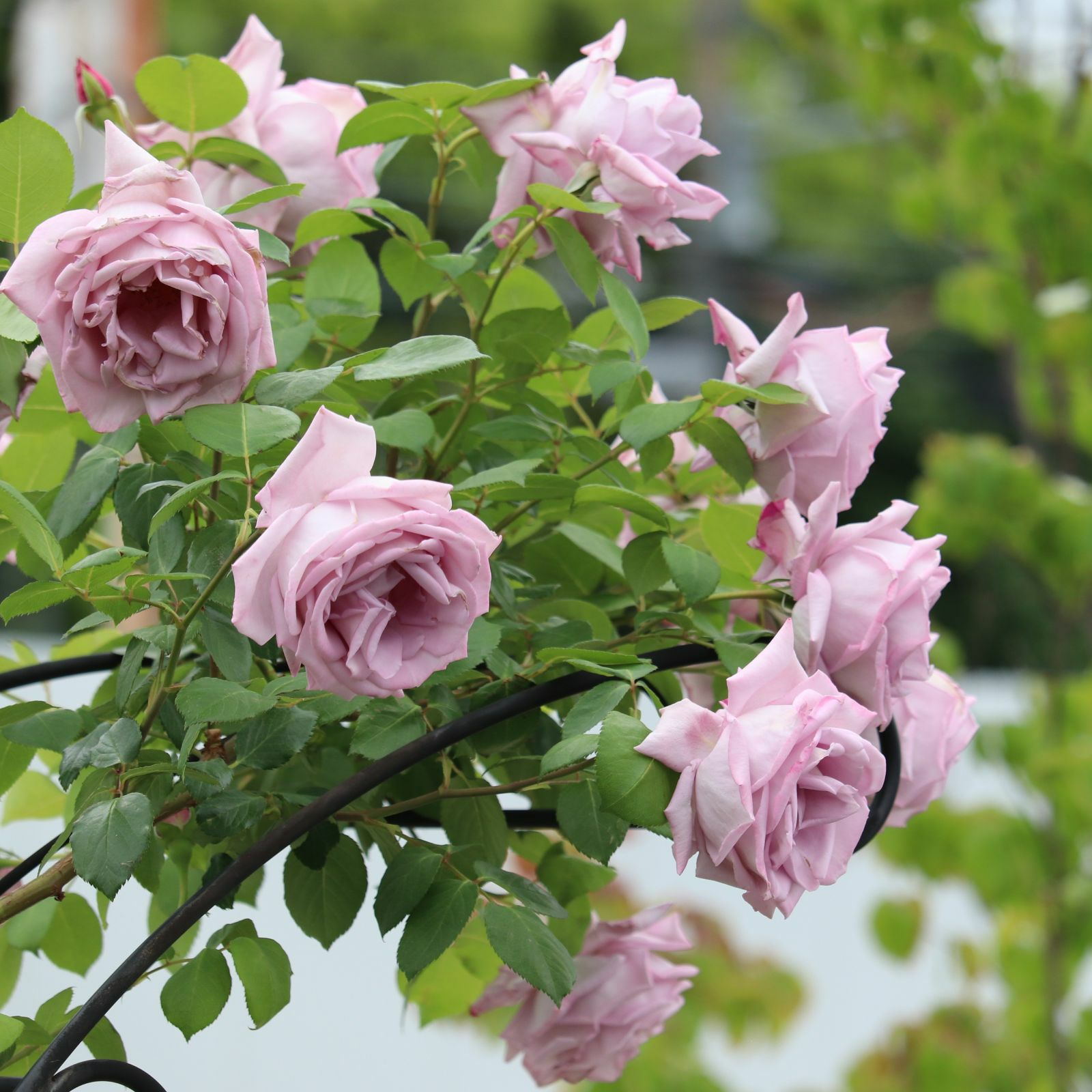 澄んだライラック色をしたつるブルームーンというバラの画像