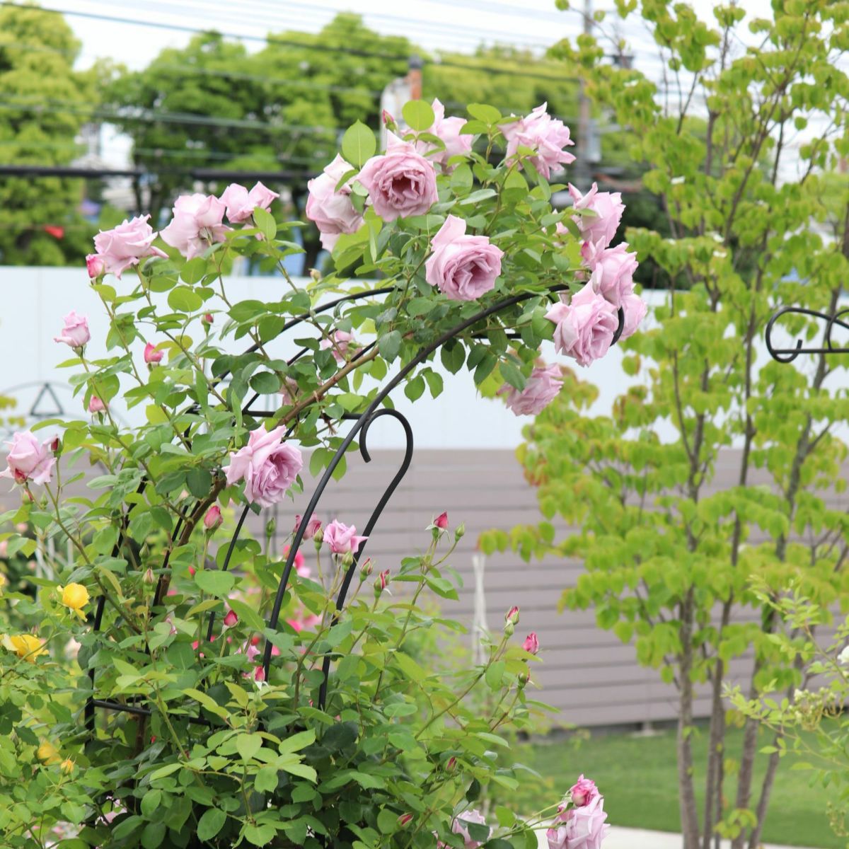澄んだライラック色をしたつるブルームーンというバラの画像
