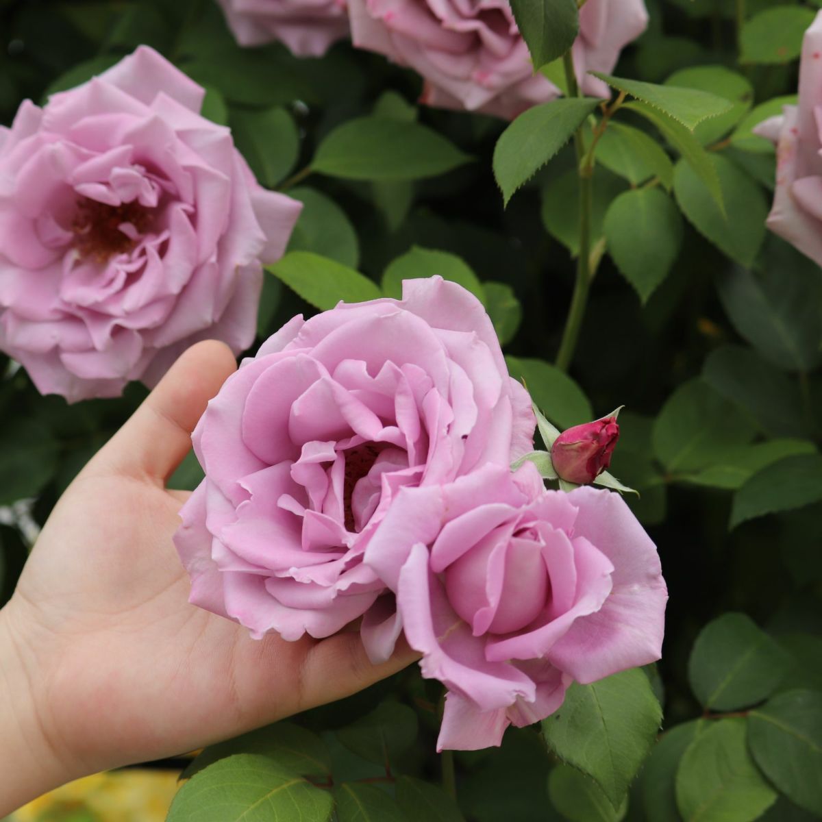 つるブルームーンというバラに手を添えている画像