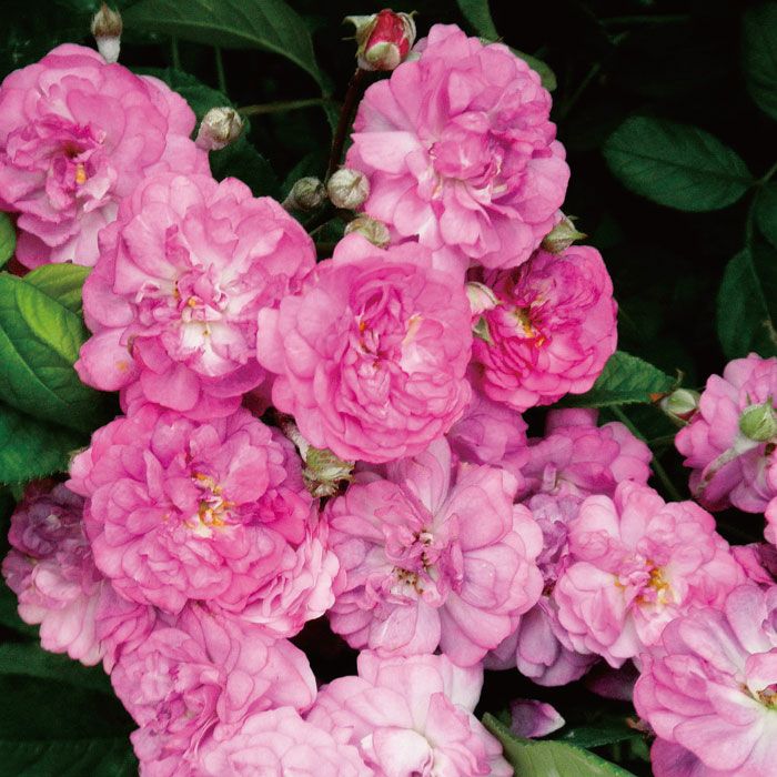 美しいラベンダー色のローズマリーヴィアードというランプラーローズの画像