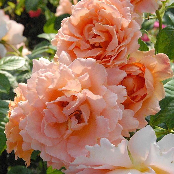 アプリコット色をしたポルカというバラの画像