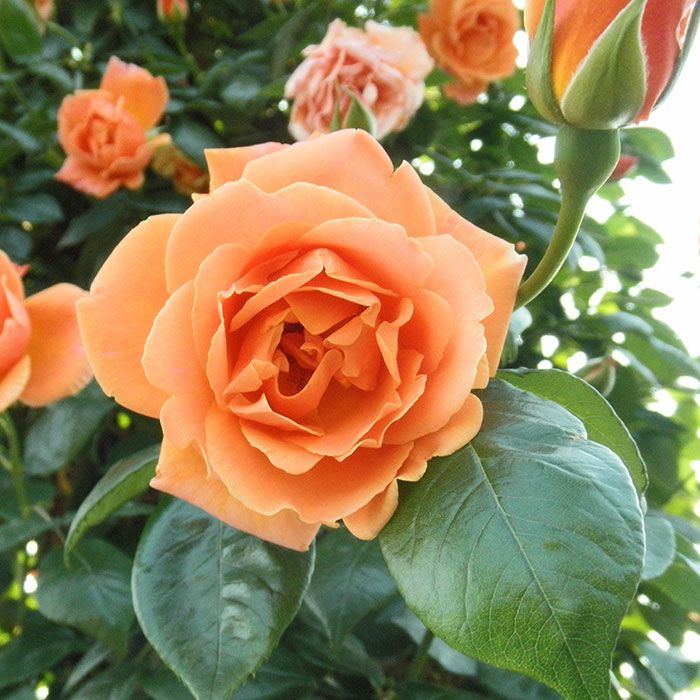 バラ ロイヤルサンセット 春苗 オレンジ系 四季咲 Royalsunset Cl つるバラ クライミングローズ 08 京阪園芸ガーデナーズwebショップ 本店 バラ ロイヤルサンセット 春苗 オレンジ系 四季咲 Royalsunset Cl つるバラ クライミングローズ 08 京阪園芸ガーデナーズwebショップ 本店