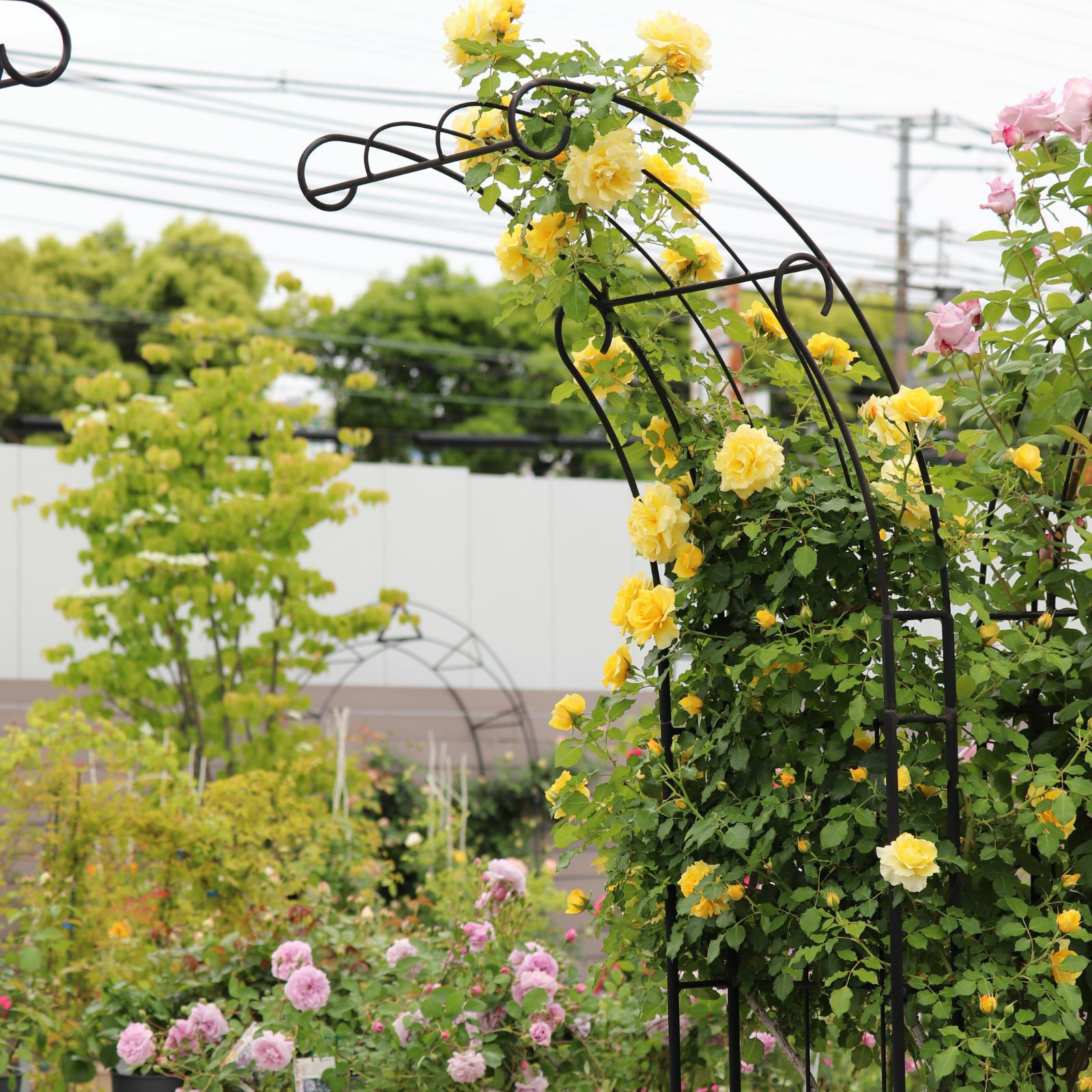 まばゆい黄金色の房になって咲くゴールドバニーというつるバラ